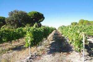 Abadia Retuerta, Ribera del Duero, Spain